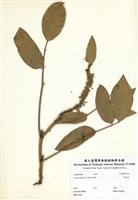 藏品(兔尾草)的圖片